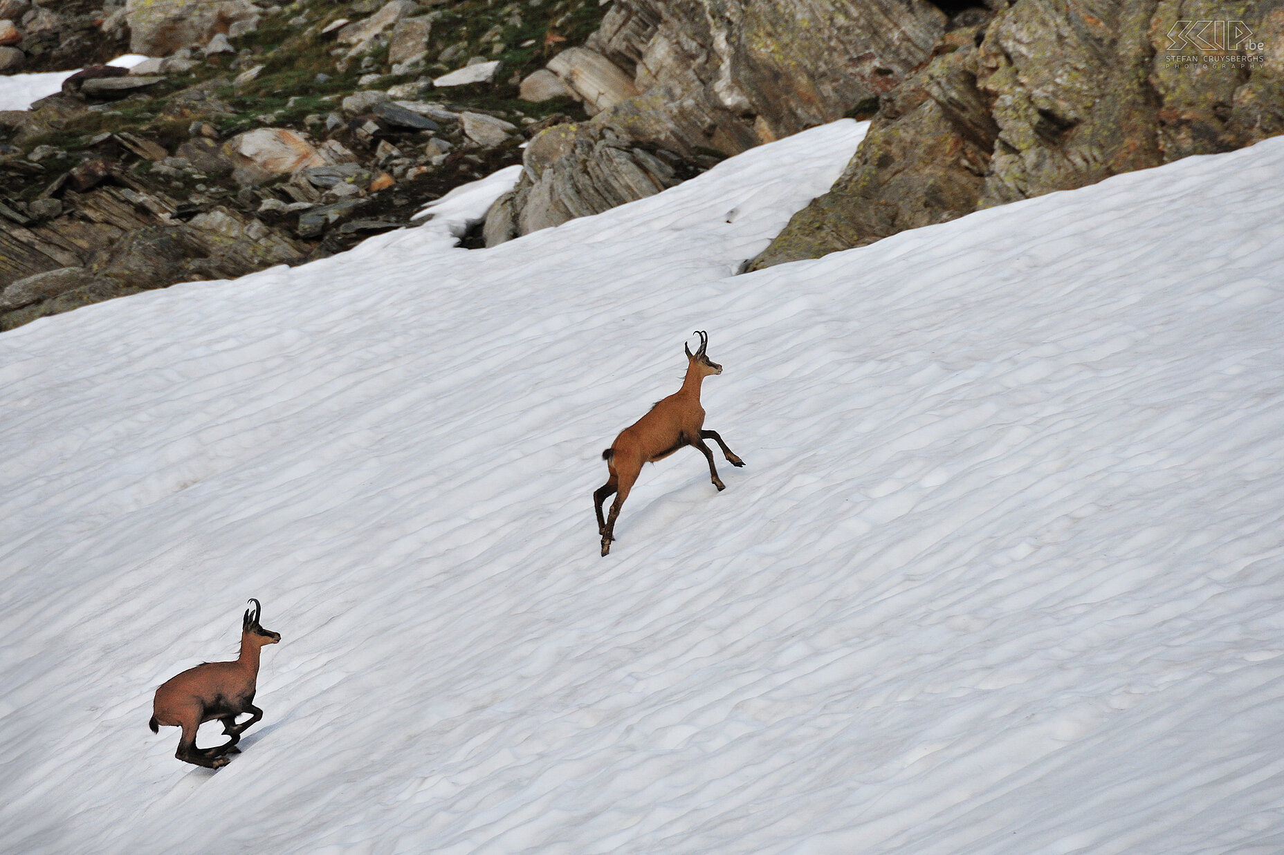 Chamois During the descent we again run into a family of chamois. Stefan Cruysberghs